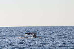 Moby Mummy 2022 - Tursiops