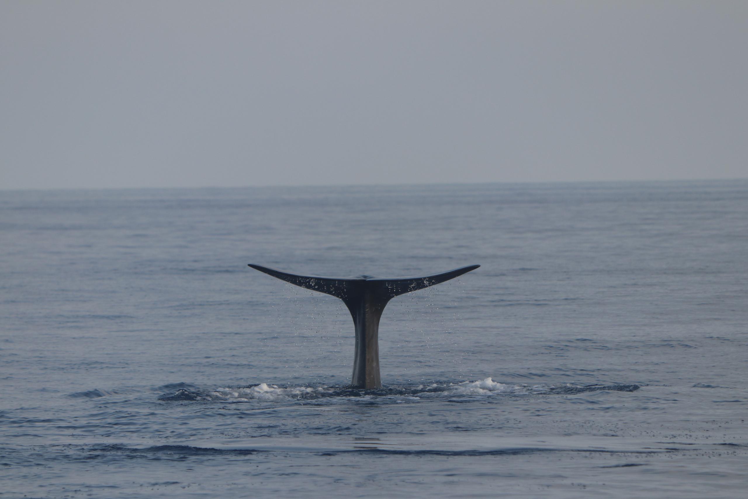 Moby Mummy 2022 - Tursiops