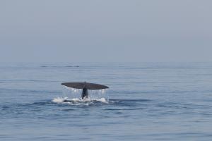 Moby Mummy 2022 - Tursiops