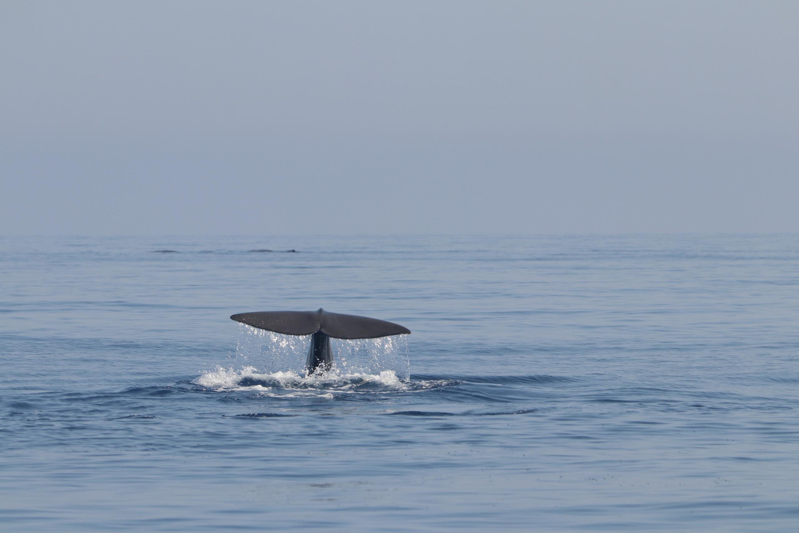 Moby Mummy 2022 - Tursiops