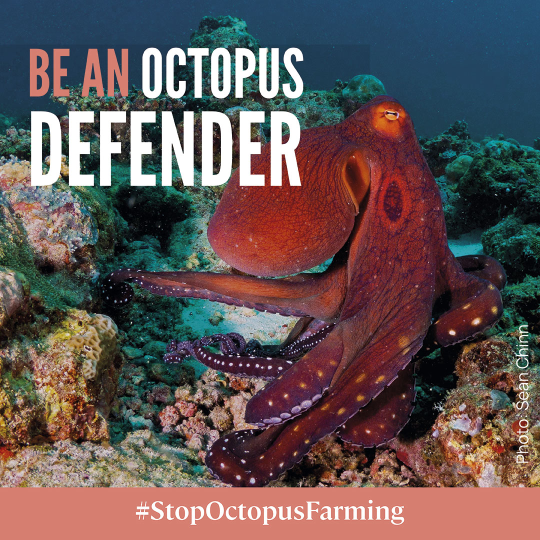 world-octopus-day-ngos-unite-to-call-for-eu-ban-on-cruel-octopus